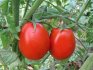 Уход за помидорами – основные требования
