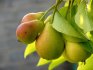 Как правильно ухаживать за плодовыми деревьями после прививки и перепрививки