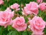 Роль почвы и освещения при выращивании роз