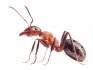Описание и вред от муравьев