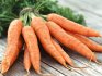 Технология возделывания моркови