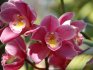 Орхидеи: общие сведения