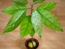 Как растет авокадо?