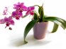 Орхидеи – особенности и лучшие сорта