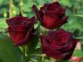 Популярные сорта садовых роз