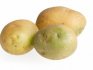 Причины позеленения клубней картофеля