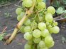 Описание сорта винограда Тукай