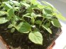 Выращивание киви: основные правила