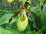 Характеристика орхидеи венерин башмачок 