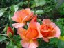 Особенности строения полиантовых роз