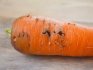 Вредители моркови, их виды
