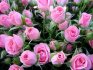 Особенности карликовых роз