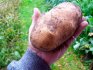 Картофель: лучшие сорта для выращивания