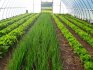 Преимущества выращивания зелени в теплице 