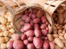 Общая классификация сортов картофеля