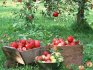 Виды и описание лучших сортов яблонь для выращивания