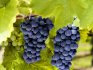 Выбор лучших сортов винограда для выращивания