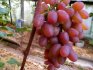 Сорт винограда рута: описание и преимущества