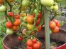 Выращивание помидор в бочке