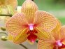 Советы по выбору и уходу за орхидеей