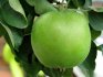 Летние сорта зеленых яблок