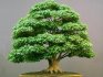 Техника культивирования миниатюрных деревьев зародилась в Китае свыше тысячи лет назад. Бонсай дословно переводится как "растение на подносе". В Японию данная техника пришла с буддистскими монахами, которые использовали маленькие деревья для украшения ниш домов, поэтому растения были не более 50 см. А в 18 веке японцы превратили эту технику в настоящее искусство, в связи с чем возникло многообразие стилей бонсай. Бонсай можно купить, но удовольствие это не из дешевых. Поэтому все чаще цветоводы самостоятель