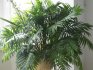 Разновидности комнатной пальмы, их описание