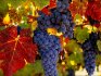 Обзор лучших сортов винограда для выращивания