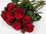 Особенности выращивания пионовидной розы 