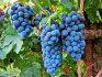 Обрезка винограда: значение, преимущества процедуры