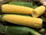 Сахарная кукуруза: описание и полезные свойства