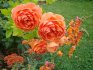 Особенности пионовидных роз