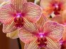 Лучшие сорта орхидей для дома