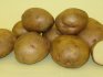 Сорт картофеля "Жуковский" 