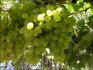Секреты выращивания винограда 