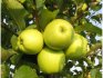 Что представляет из себя сорт яблони Семеренко 