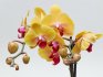 Общее описание орхидеи 