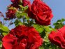 Разнообразие плетистых роз 