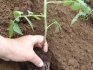 Подготовка и выращивания томатов