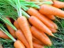 Выращивание моркови 