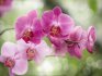 Описание орхидеи
