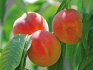Общая информация о персике