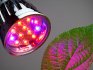 Фито лампы – специально разработанные для растений