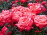 Видовое разнообразие роз: лучшие сорта