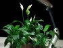Какие растения нуждаются в подсветке