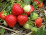 Создание условий для выращивания ягоды