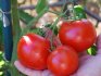 Понятие детерминантных и индетерминантных томатов