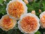 Лучшие сорта пионовидных роз