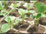 Выращивание брокколи рассадным способом 