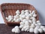 Способы заготовки и хранения грибов